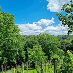 ZABOK Martinišće, vineyard in a quiet location + cellar